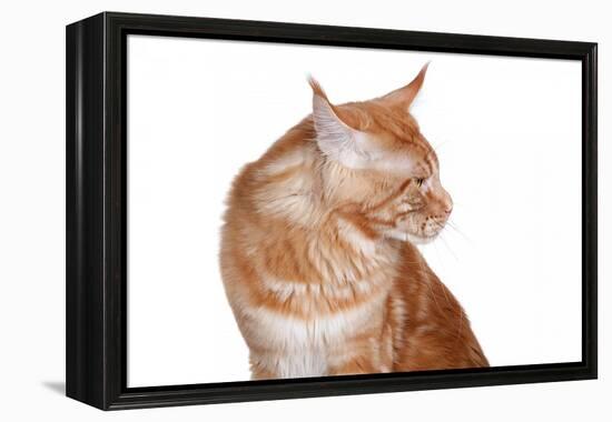 Maine Coon Cat-Fabio Petroni-Framed Premier Image Canvas