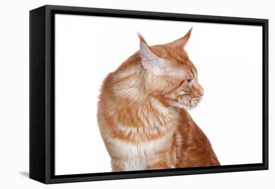 Maine Coon Cat-Fabio Petroni-Framed Premier Image Canvas