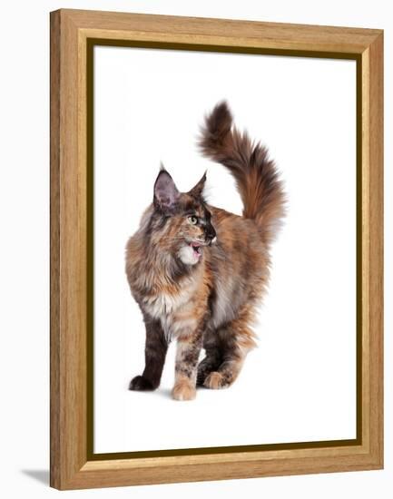 Maine Coon Cat-Fabio Petroni-Framed Premier Image Canvas