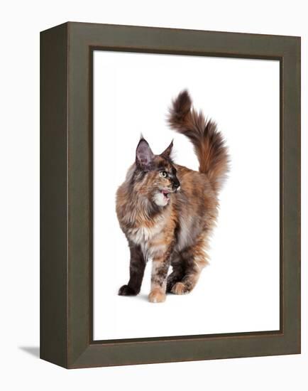 Maine Coon Cat-Fabio Petroni-Framed Premier Image Canvas