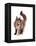 Maine Coon Cat-Fabio Petroni-Framed Premier Image Canvas