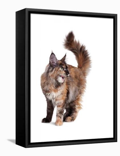 Maine Coon Cat-Fabio Petroni-Framed Premier Image Canvas