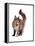 Maine Coon Cat-Fabio Petroni-Framed Premier Image Canvas