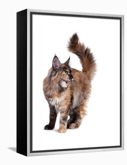 Maine Coon Cat-Fabio Petroni-Framed Premier Image Canvas