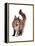 Maine Coon Cat-Fabio Petroni-Framed Premier Image Canvas