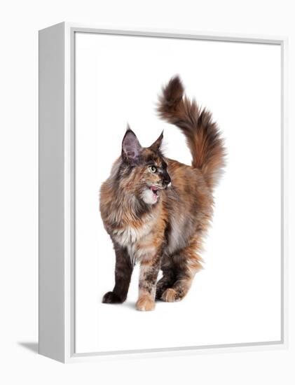 Maine Coon Cat-Fabio Petroni-Framed Premier Image Canvas