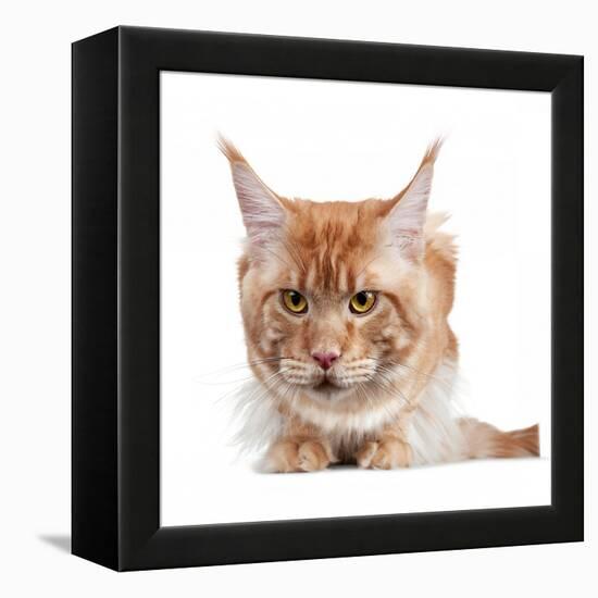 Maine Coon Cat-Fabio Petroni-Framed Premier Image Canvas