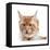 Maine Coon Cat-Fabio Petroni-Framed Premier Image Canvas