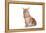 Maine Coon Cat-Fabio Petroni-Framed Premier Image Canvas