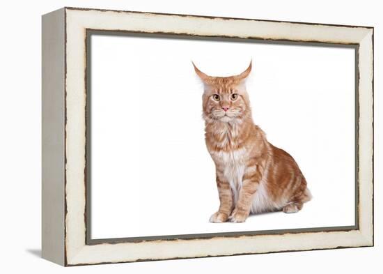 Maine Coon Cat-Fabio Petroni-Framed Premier Image Canvas
