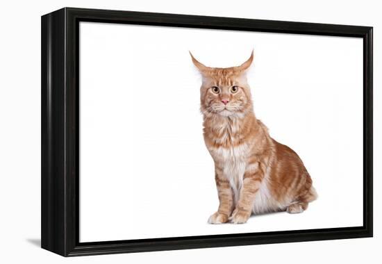 Maine Coon Cat-Fabio Petroni-Framed Premier Image Canvas