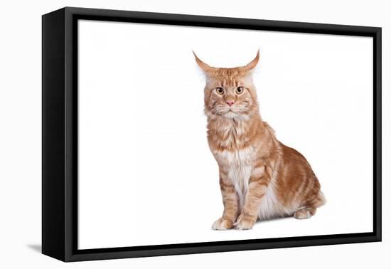 Maine Coon Cat-Fabio Petroni-Framed Premier Image Canvas