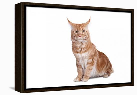 Maine Coon Cat-Fabio Petroni-Framed Premier Image Canvas