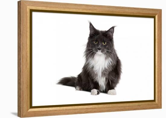 Maine Coon Cat-Fabio Petroni-Framed Premier Image Canvas