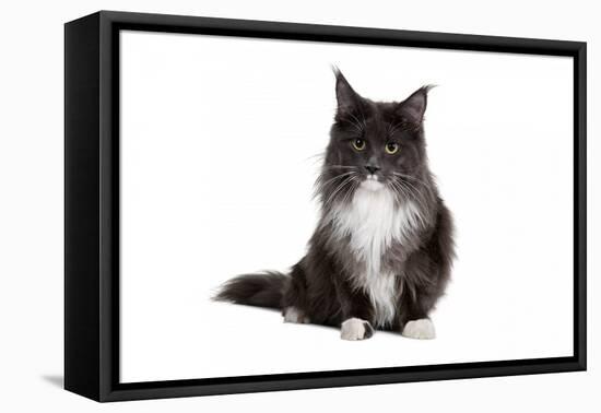 Maine Coon Cat-Fabio Petroni-Framed Premier Image Canvas