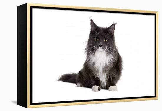 Maine Coon Cat-Fabio Petroni-Framed Premier Image Canvas