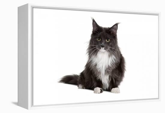 Maine Coon Cat-Fabio Petroni-Framed Premier Image Canvas