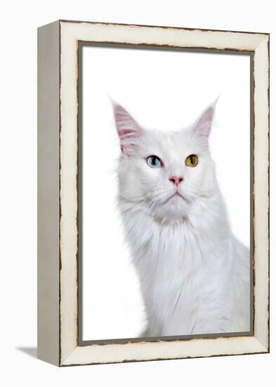 Maine Coon Cat-Fabio Petroni-Framed Premier Image Canvas