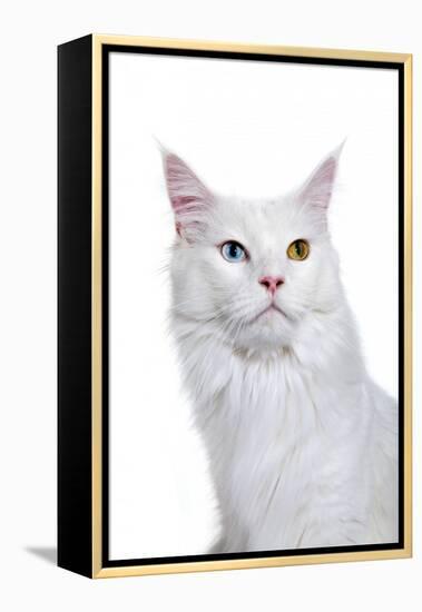 Maine Coon Cat-Fabio Petroni-Framed Premier Image Canvas