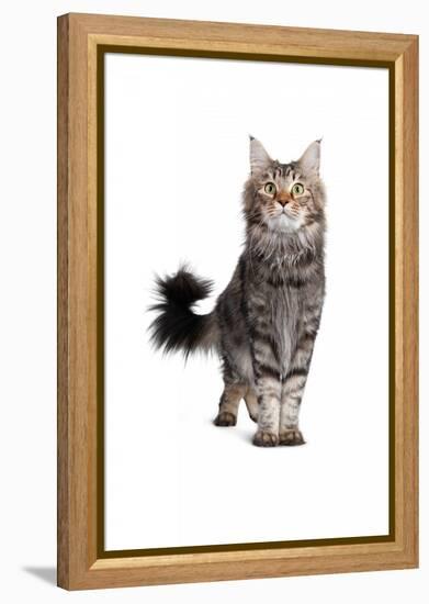 Maine Coon Cat-Fabio Petroni-Framed Premier Image Canvas