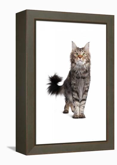 Maine Coon Cat-Fabio Petroni-Framed Premier Image Canvas