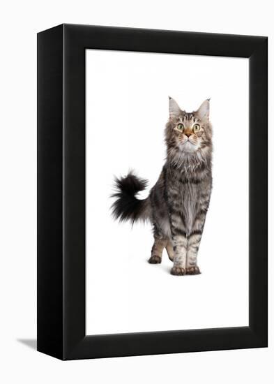 Maine Coon Cat-Fabio Petroni-Framed Premier Image Canvas