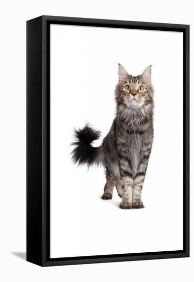 Maine Coon Cat-Fabio Petroni-Framed Premier Image Canvas