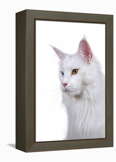 Maine Coon Cat-Fabio Petroni-Framed Premier Image Canvas