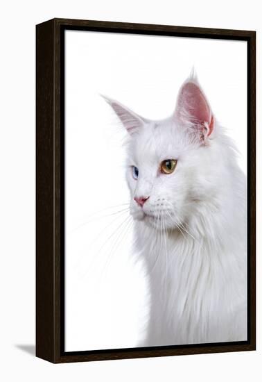 Maine Coon Cat-Fabio Petroni-Framed Premier Image Canvas