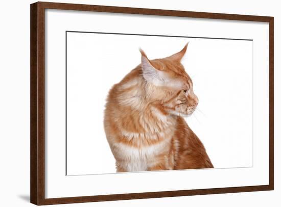 Maine Coon Cat-Fabio Petroni-Framed Photographic Print