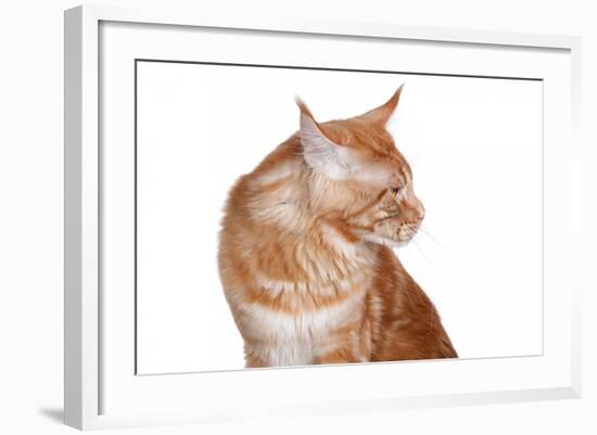 Maine Coon Cat-Fabio Petroni-Framed Photographic Print