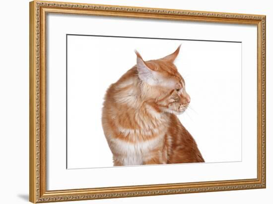 Maine Coon Cat-Fabio Petroni-Framed Photographic Print