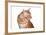 Maine Coon Cat-Fabio Petroni-Framed Photographic Print