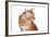 Maine Coon Cat-Fabio Petroni-Framed Photographic Print