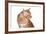 Maine Coon Cat-Fabio Petroni-Framed Photographic Print