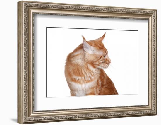 Maine Coon Cat-Fabio Petroni-Framed Photographic Print