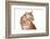 Maine Coon Cat-Fabio Petroni-Framed Photographic Print