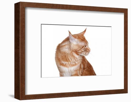 Maine Coon Cat-Fabio Petroni-Framed Photographic Print