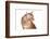 Maine Coon Cat-Fabio Petroni-Framed Photographic Print