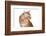 Maine Coon Cat-Fabio Petroni-Framed Photographic Print