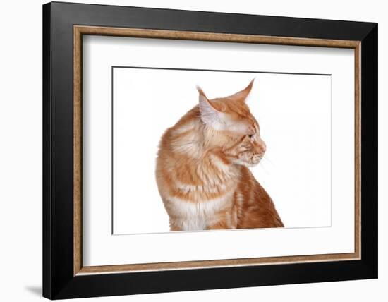 Maine Coon Cat-Fabio Petroni-Framed Photographic Print