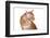 Maine Coon Cat-Fabio Petroni-Framed Photographic Print