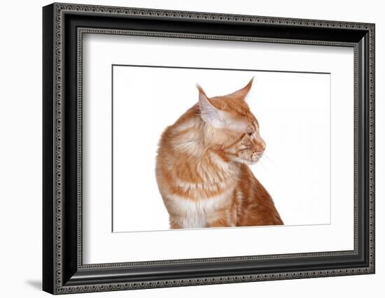 Maine Coon Cat-Fabio Petroni-Framed Photographic Print