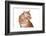 Maine Coon Cat-Fabio Petroni-Framed Photographic Print