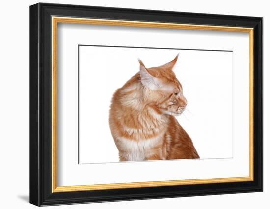 Maine Coon Cat-Fabio Petroni-Framed Photographic Print