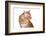 Maine Coon Cat-Fabio Petroni-Framed Photographic Print