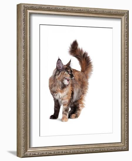 Maine Coon Cat-Fabio Petroni-Framed Photographic Print