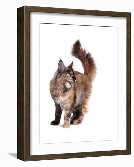 Maine Coon Cat-Fabio Petroni-Framed Photographic Print