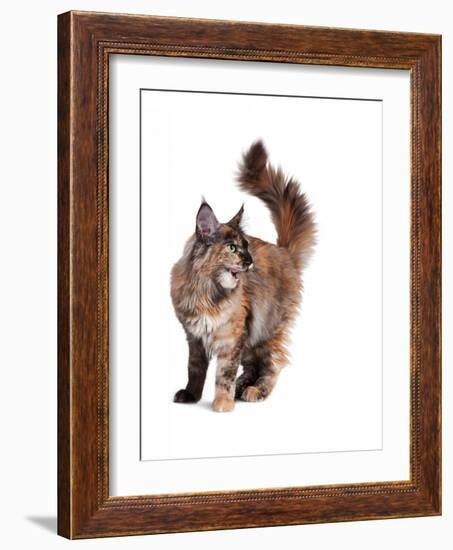 Maine Coon Cat-Fabio Petroni-Framed Photographic Print