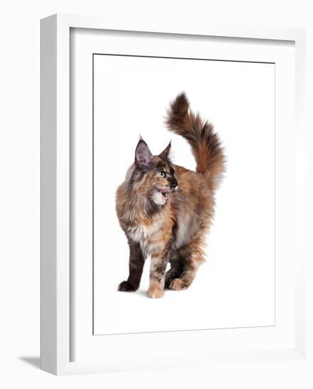 Maine Coon Cat-Fabio Petroni-Framed Photographic Print